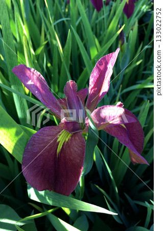 Tea iris flower 133022752