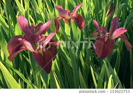 Tea iris flower 133022753