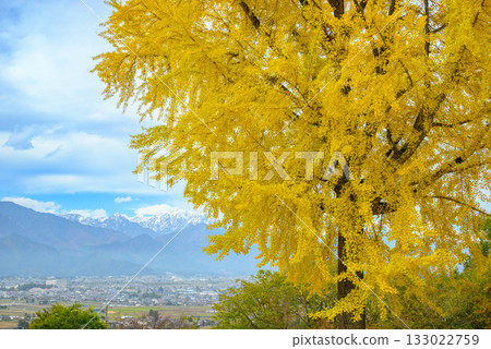 黃銀杏葉和後立山山脈 [長野縣] 133022759