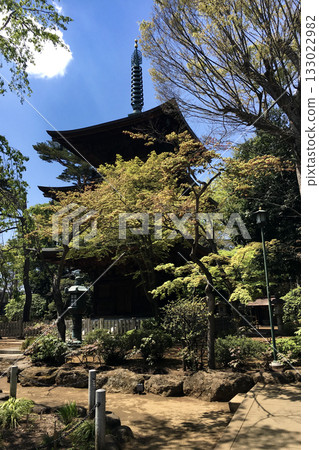 豪德寺,彥根藩井伊氏的家寺 豪德寺,彥根藩井伊氏的家寺 133022982