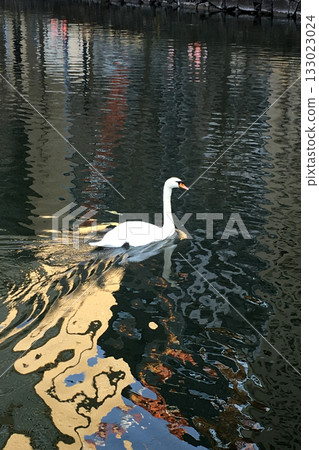 Swans floating in the Imperial Palace moat 133023024