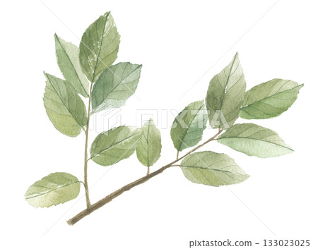 Watercolor painted persimmon leaves 133023025