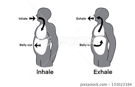 illustration of biology, diaphragm breathing technique. The first figure illustrates inhalation with the belly expanding, and the second shows exhalation with the belly contracting upward 133023384