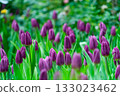 Purple tulips close up in the garden.  spring time 133023462