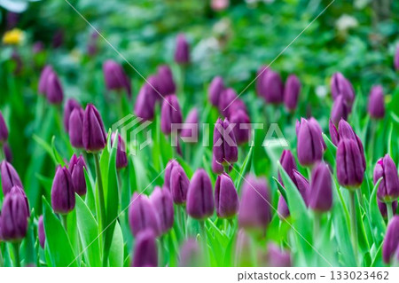 Purple tulips close up in the garden. spring time Purple tulips close up in the garden. spring time 133023462