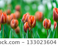 Orange tulips close up in the garden.  spring time 133023604