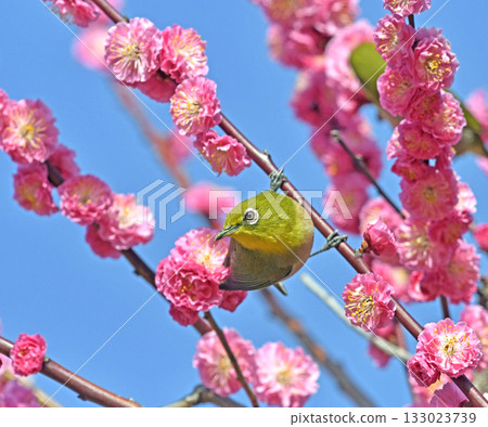 A white-eye on a red plum blossom in full bloom (dynamic image) (indian summer image) A white-eye on a red plum blossom in full bloom (dynamic image) (indian summer image) 133023739
