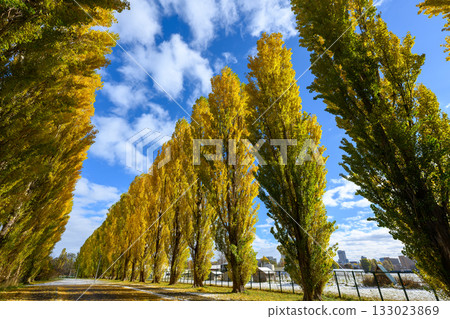 Yellow leaves of the Heisei poplar trees at Hokkaido University_4646 Yellow leaves of the Heisei poplar trees at Hokkaido University_4646 133023869