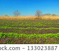 Spring scenery of young poppy fields on the banks of the Edogawa River 133023887