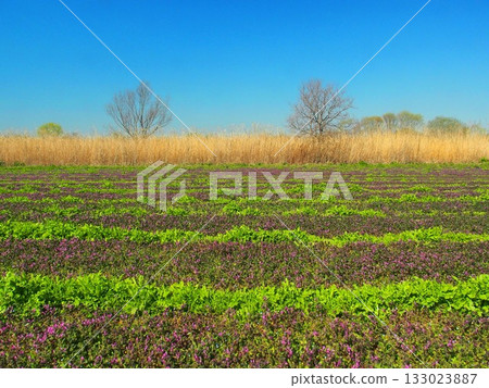 Spring scenery of young poppy fields on the banks of the Edogawa River Spring scenery of young poppy fields on the banks of the Edogawa River 133023887