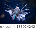 Antenna lionfish close-up. Pterois antennata in an aquarium 133024242