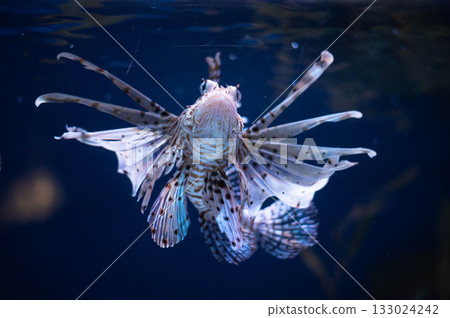 Antenna lionfish close-up. Pterois antennata in an aquarium 133024242