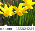 Yellow daffodil 133024284