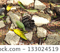 Fallen leaves and pine cones 133024519