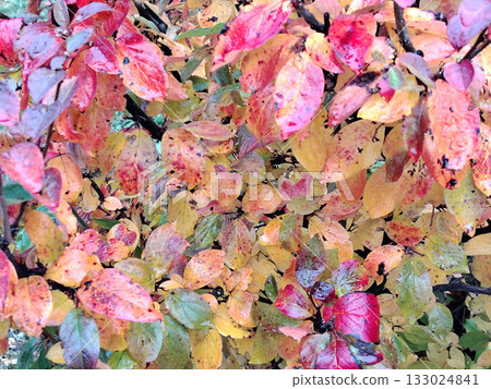Vibrant autumn leaves with red, yellow, and green colors. Vibrant autumn leaves with red, yellow, and green colors. 133024841
