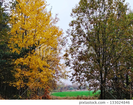 Autumn trees next to an field. 133024846