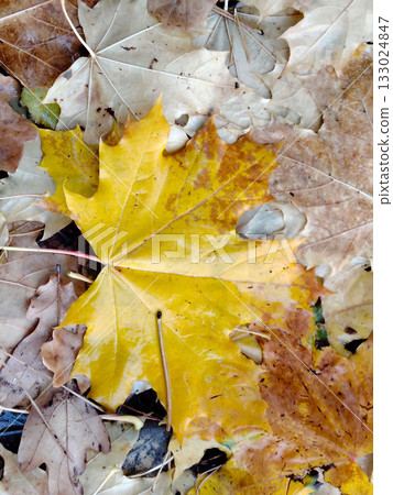 Bright yellow maple leaf on a bed of fallen leaves. 133024847