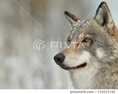 Wolf observing its surroundings in a snowy landscape during winter season 133025142