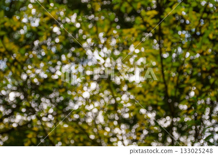 Yellow forest bokeh 133025248