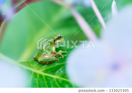 一隻日本樹蛙棲息在繡球花葉片上。 一隻日本樹蛙棲息在繡球花葉片上。 133025305