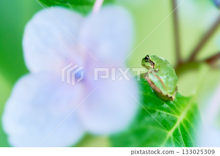 A Japanese tree frog clinging to a hydrangea leaf A Japanese tree frog clinging to a hydrangea leaf 133025309