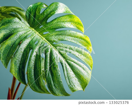 Fresh variegated monstera deliciosa leaf with water drops Fresh variegated monstera deliciosa leaf with water drops 133025376