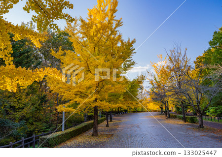 [Saitama Prefecture] Chichibu Muse Park, Ginkgo Tree Avenue, Autumn 133025447