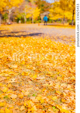 [Saitama Prefecture] Chichibu Muse Park, Ginkgo Tree Avenue, Autumn 133025453