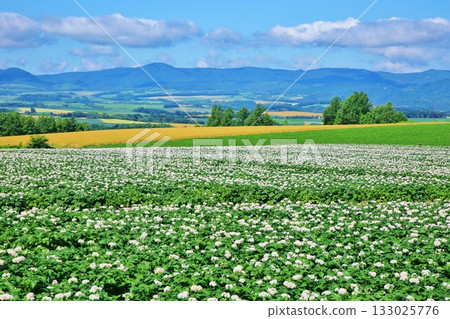 full bloom 133025776