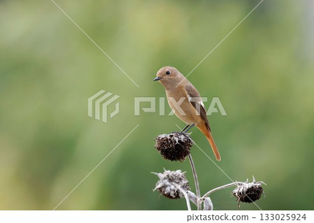 達烏裡紅尾鴝棲息在葵花籽上 133025924