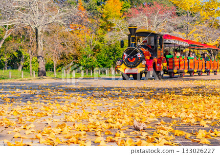 [Saitama Prefecture] Chichibu Muse Park Skytrain Running Along the Ginkgo Tree-Lined Streets 133026227