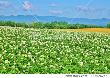 Land of White Flowers 133026243