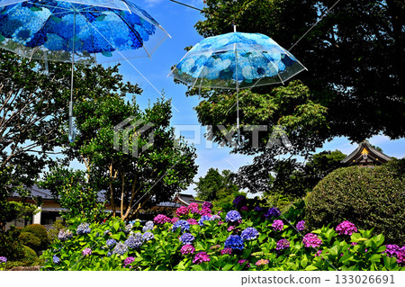 栗原不動寺西延鳳凰堂的繡球花 133026691