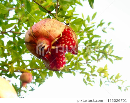 Pomegranate fruit in full bloom November Pomegranate family 12 Pomegranate fruit in full bloom November Pomegranate family 12 133026701