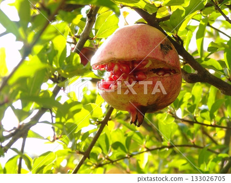 Pomegranate fruit in full bloom November Pomegranate family 20 Pomegranate fruit in full bloom November Pomegranate family 20 133026705