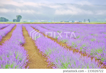Lavender field Lavender field 133026722
