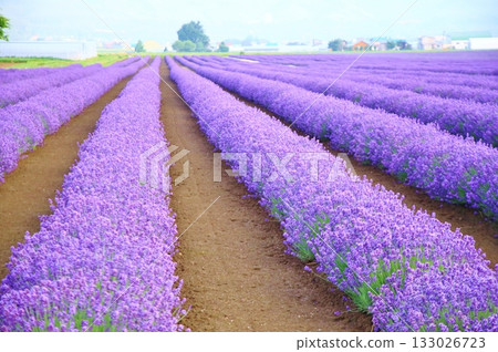 Purple Memory Purple Memory 133026723