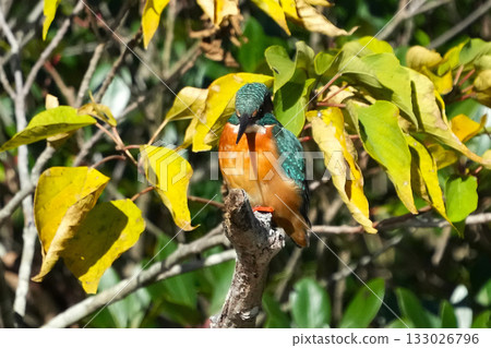 Kingfisher Kingfisher 133026796