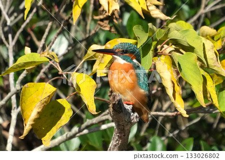 Kingfisher 133026802
