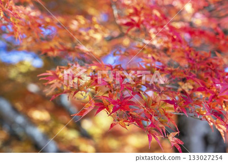 秋日的羽日神社，通往神社的道路兩旁滿是秋葉，位於福島縣豬苗代町 133027254