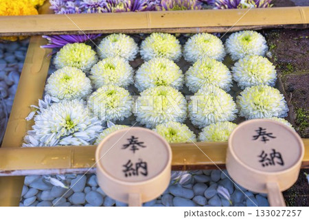 Autumn at Tsuchi Shrine, Chrysanthemum Flower Water Basin, Inawashiro Town, Fukushima Prefecture 133027257