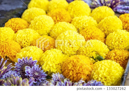 福島縣豬苗代町土神社的秋季，菊花水池 133027262