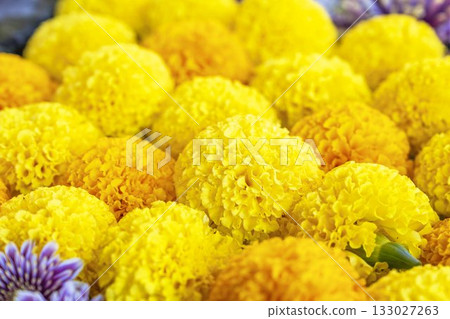 福島縣豬苗代町土神社的秋季，菊花水池 133027263