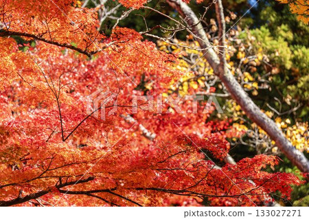 秋日的羽日神社，通往神社的道路兩旁滿是秋葉，位於福島縣豬苗代町 133027271
