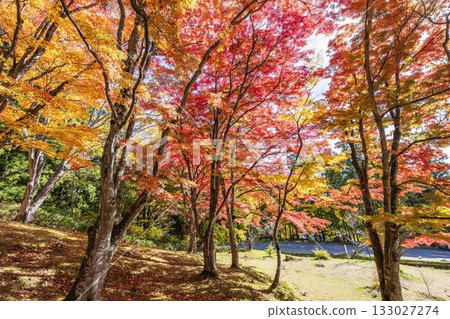 秋日的羽日神社，通往神社的道路兩旁滿是秋葉，位於福島縣豬苗代町 133027274