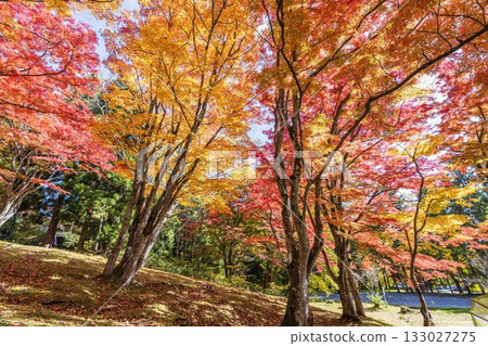秋日的羽日神社，通往神社的道路兩旁滿是秋葉，位於福島縣豬苗代町 133027275
