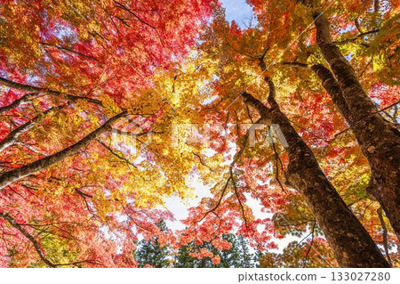 秋日的羽日神社，通往神社的道路兩旁滿是秋葉，位於福島縣豬苗代町 133027280