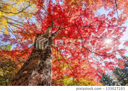 秋日的羽日神社，通往神社的道路兩旁滿是秋葉，位於福島縣豬苗代町 133027283