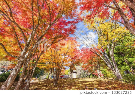 Autumn at Hanitsu Shrine, with autumn leaves along the approach to the shrine. Inawashiro Town, Fukushima Prefecture. Autumn at Hanitsu Shrine, with autumn leaves along the approach to the shrine. Inawashiro Town, Fukushima Prefecture. 133027285
