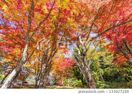 Autumn at Hanitsu Shrine, with autumn leaves along the approach to the shrine. Inawashiro Town, Fukushima Prefecture. 133027288